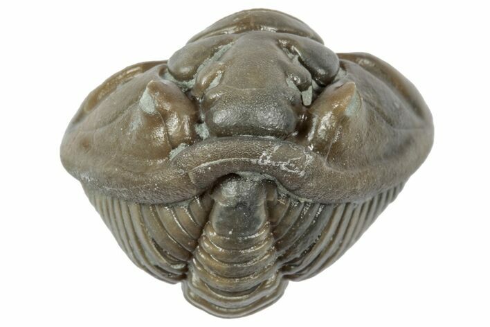 Wide Enrolled Flexicalymene Trilobite - Mt Orab, Ohio #358102